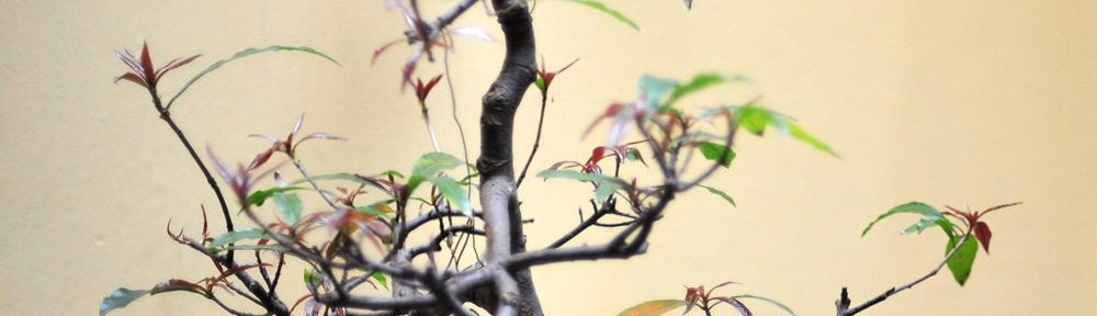 Representantes del libro. Las historias. Vivir del libro.